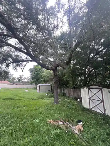 Opposite view of the leaning DeLand oak with the wood privacy fence and first cut brush on the grass