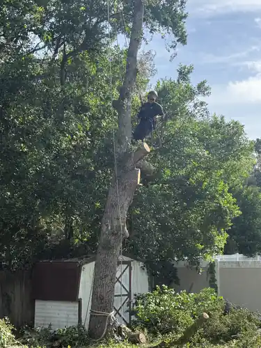 Climber roped into the DeLand oak cutting limbs from the upper trunk