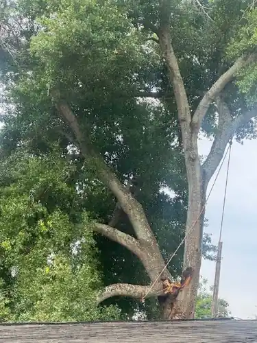 Storm Oak Removal Off a DeLand Home