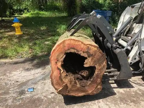 Bobcat lifting the hollow, decayed trunk section