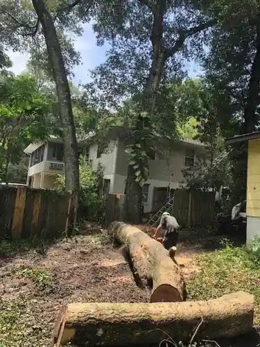 Trunk cut into heavy logs and stacked