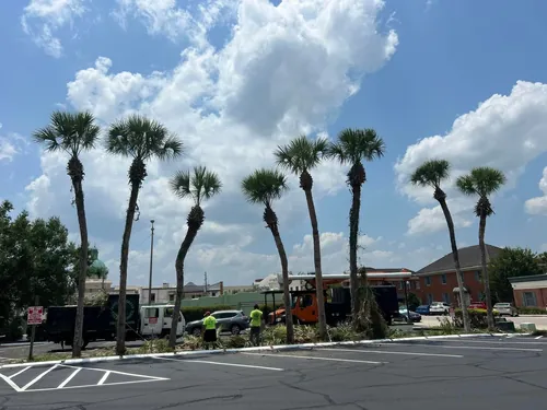 Commercial Tree Trimming at a DeLand Bank
