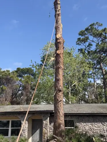 Large Pine Removal Over a Deltona Home