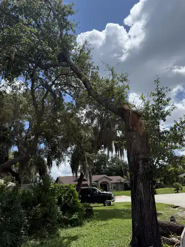 The Deltona live oak partway through removal, its bare trunk showing the torn face where the top leader came off