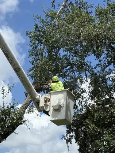 Boom lift raised into the Deltona oak canopy while the crew member cuts limbs from the bucket
