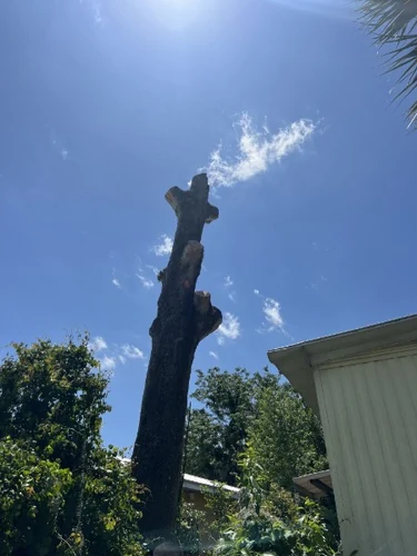 Tree service in Sanford, FL