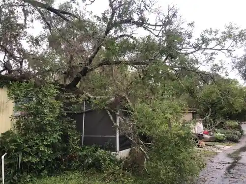 Large Moss Draped Oak Removed From a Home in Lake Helen