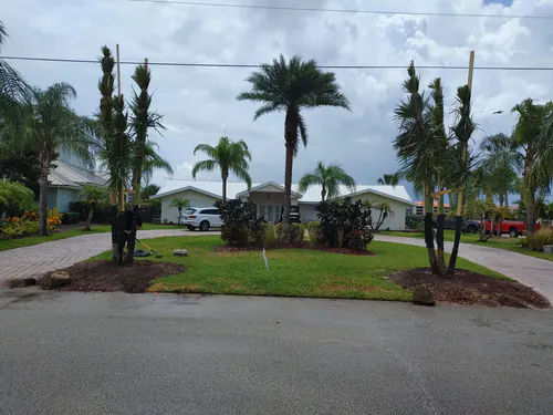 Wide street view of the New Smyrna Beach front yard with newly planted and braced palms
