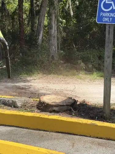 Tree service in New Smyrna Beach, FL