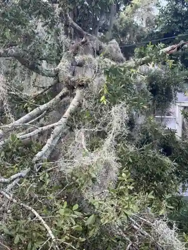 Fallen oak limbs and Spanish moss against the home in Orange City, FL