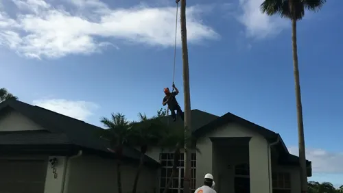 Climber roped and spiked into a tall fan palm in Deltona before the first cut