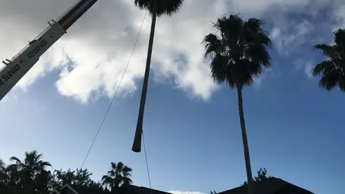 Crane boom lifting the cut palm trunk clear above the Deltona rooftops