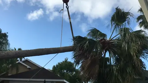 Cut palm crown suspended on the crane line above a Deltona house before landing in the street