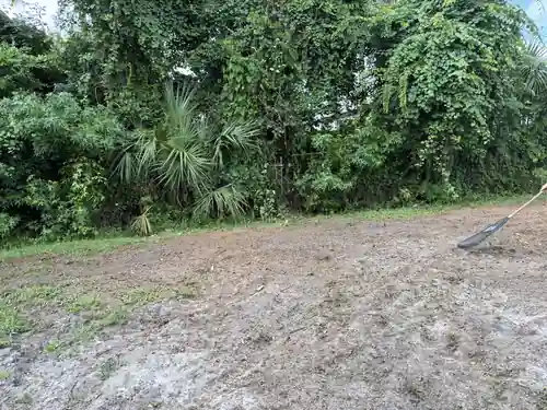 Tall Sabal Palm Removal and Site Cleanup in Port Orange
