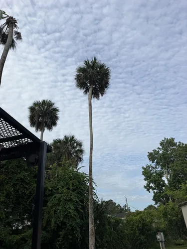 Tall Sabal Palm Removal and Site Cleanup in Port Orange