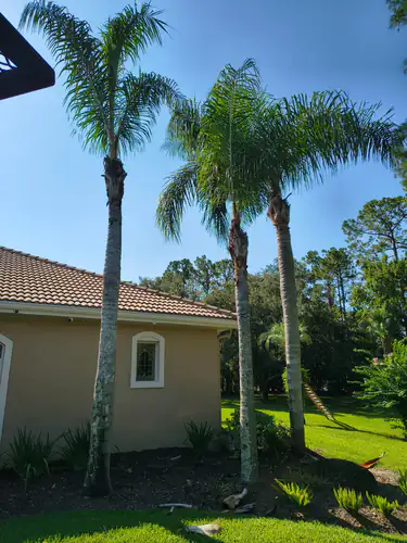 Palm Tree Trimming at a DeLand Home
