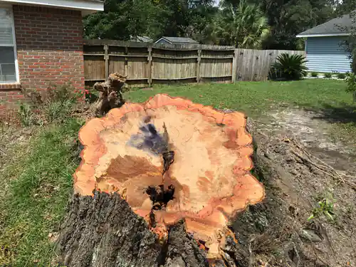 Cut stump face showing decay and a hollow center at the DeLand home
