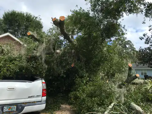 Cut limbs and canopy lying over the pickup in the DeLand driveway