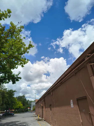 The same tree trimmed back to a clean, balanced canopy at the Casselberry Publix