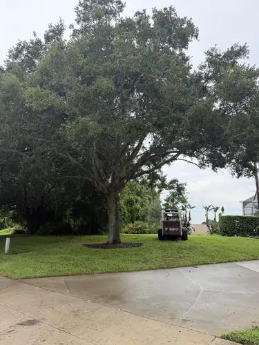 Bobcat skid steer staged under the DeBary live oak after the canopy was raised