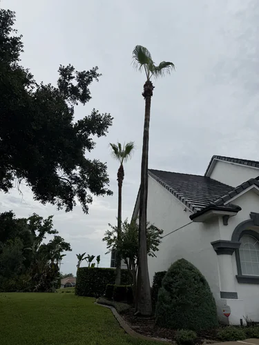 Tall Washingtonia palm trimmed clean next to the tile roofline of the DeBary home