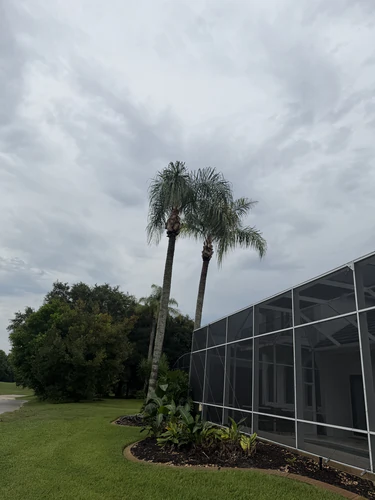 Pair of queen palms trimmed above the screened pool enclosure in DeBary