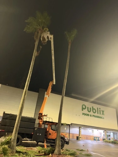 Boom lift reaching the top of a tall parking lot palm
