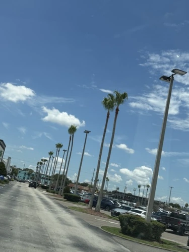Clean, uniform palm crowns down the finished parking lot row