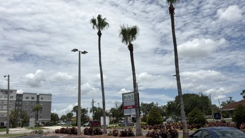 Clean, uniform palm crowns down the finished parking lot row