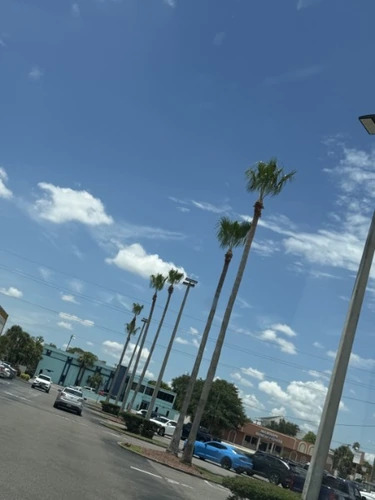 Clean, uniform palm crowns down the finished parking lot row