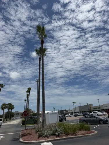 Clean, uniform palm crowns down the finished parking lot row