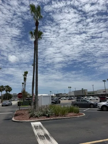 Clean, uniform palm crowns down the finished parking lot row