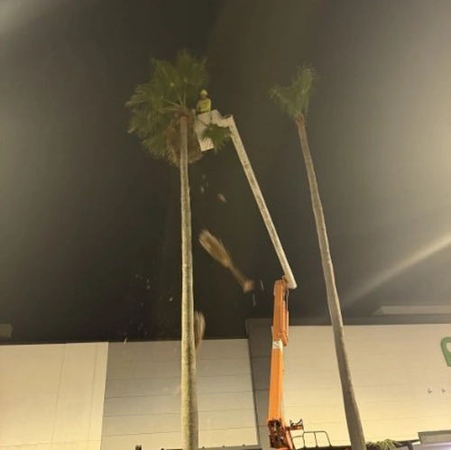 Large frond dropping into the roped off drop zone below a palm