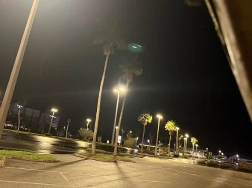 Full row of palms along the shopping center lot before final cleanup