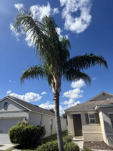 After: balanced green crown on the trimmed queen palm beside the driveway