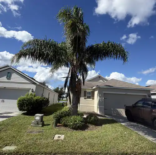 Before: overgrown queen palm with dead fronds in a New Smyrna Beach front yard