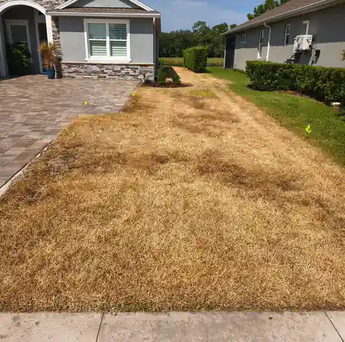 Before: dead St. Augustine lawn across the Victoria Park front yard