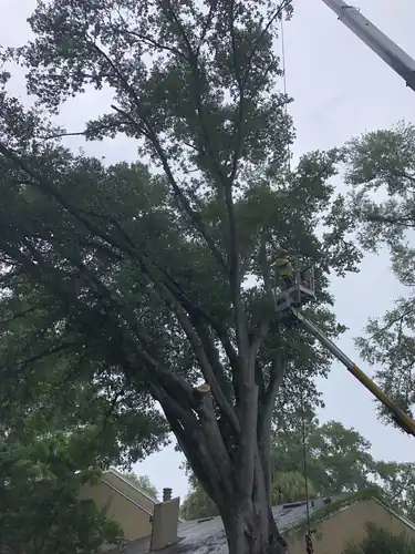 Climber in the lift working the upper canopy of the Windermere tree