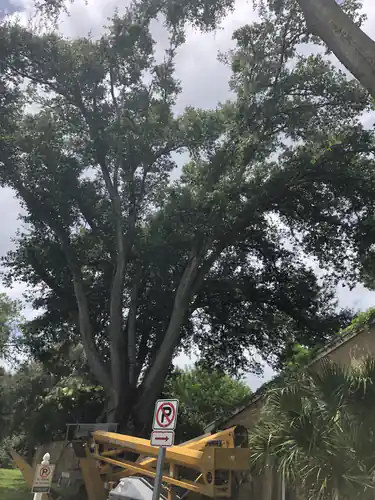 Large spreading tree over the parking bays at the Windermere community before removal