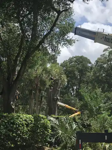 Crane boom reaching over the canopy during the Windermere removal