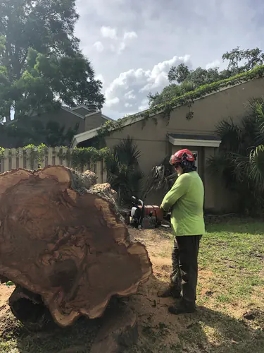 Enormous cut stump beside a crew member at the Windermere property
