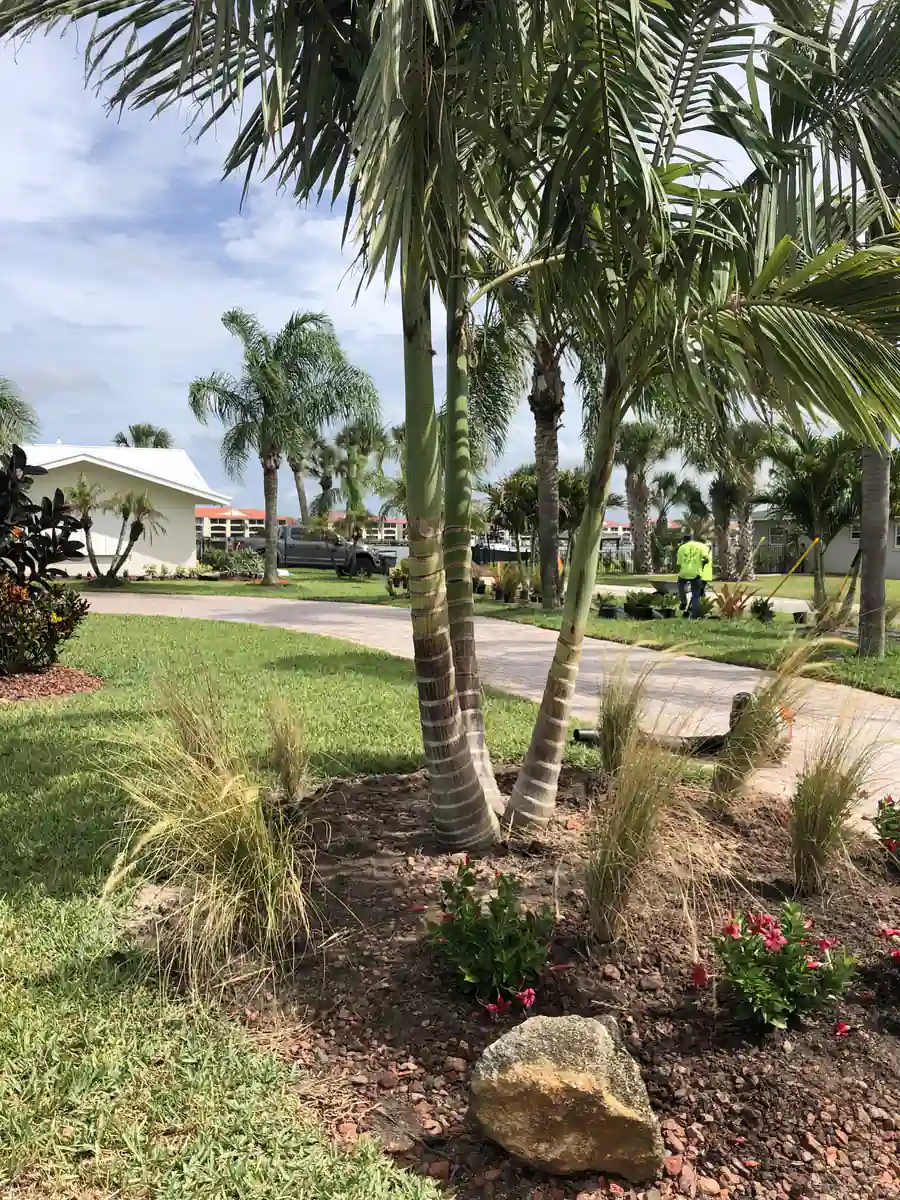 Finished New Smyrna Beach bed with muhly grass, flowering ground cover and a boulder accent beside the walk