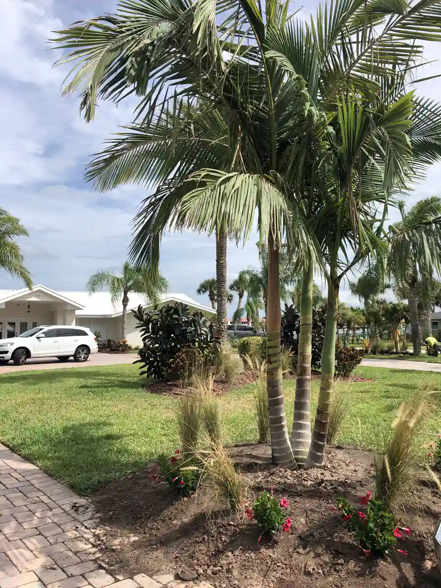Finished front yard bed in New Smyrna Beach with clustered palms, ornamental grasses and flowering ground cover