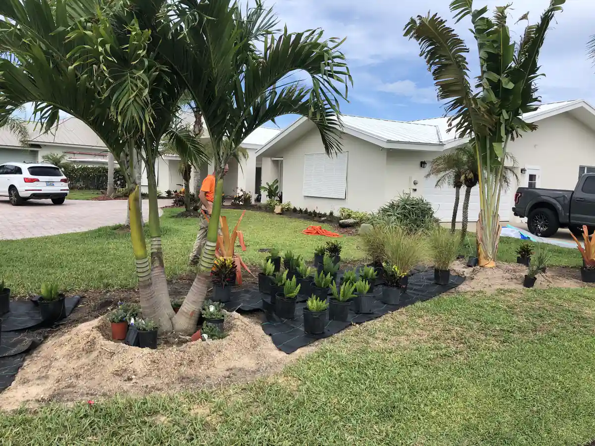 Clustered palms set into their planting holes with bromeliads and shrubs waiting alongside in New Smyrna Beach