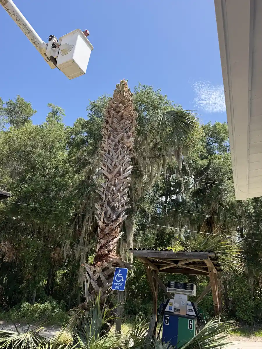 Tall Cabbage Palm Removed From a Parking Lot in New Smyrna Beach