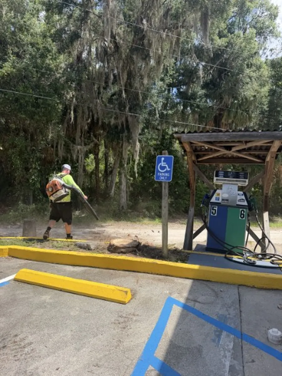Tall Cabbage Palm Removed From a Parking Lot in New Smyrna Beach