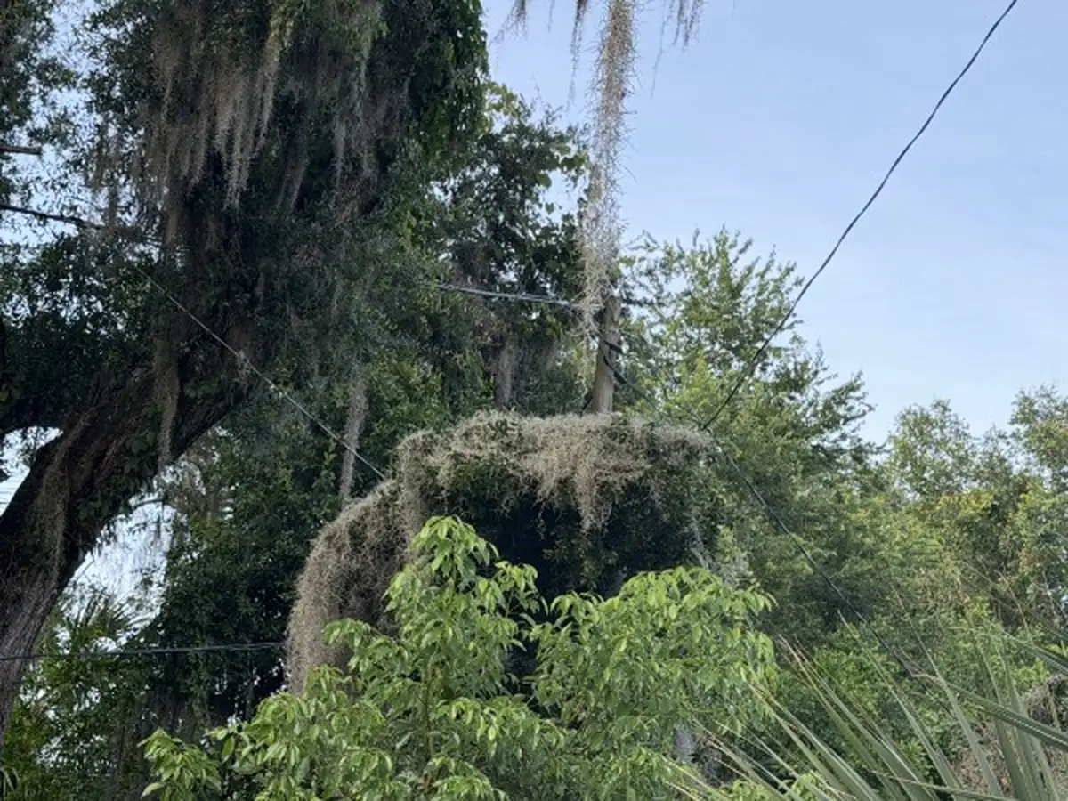 Fallen oak tangled in overhead power lines in Orange City, FL
