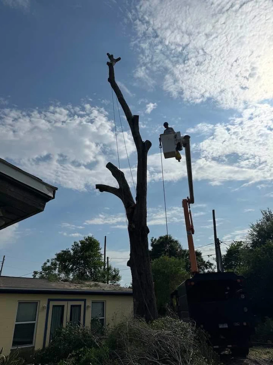 Tall Dead Tree Sectioned Down Beside a House in Orange City