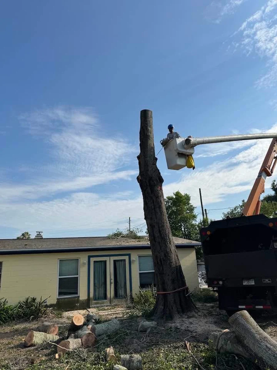 Tall Dead Tree Sectioned Down Beside a House in Orange City