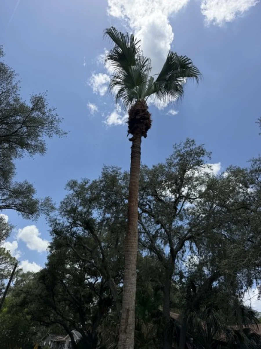 Washingtonia Palm Trimming and Skinning in Port Orange